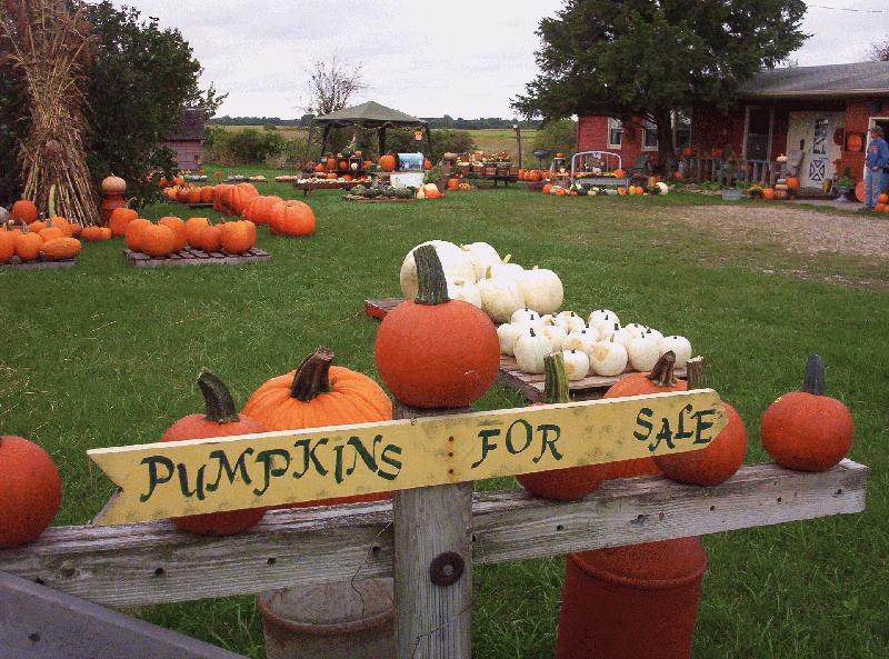Pumpkin Patch Near Anderson Indiana
